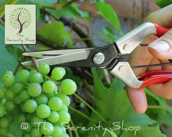 Darlac Garden Vine Scissors / Snips - Image 3